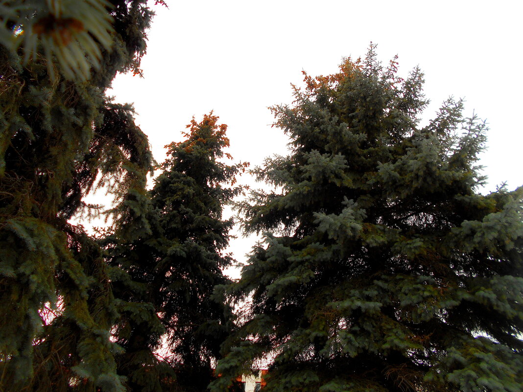 Городские ели - Игорь Чуев