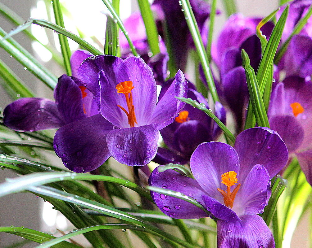 С праздником 8 марта! - жанна нечаева С праздником 8 марта! - жанна нечаева