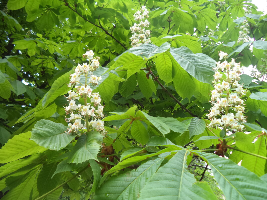 СНОВА ЦВЕТУТ КАШТАНЫ - Любовь Можар СНОВА ЦВЕТУТ КАШТАНЫ - Любовь Можар
