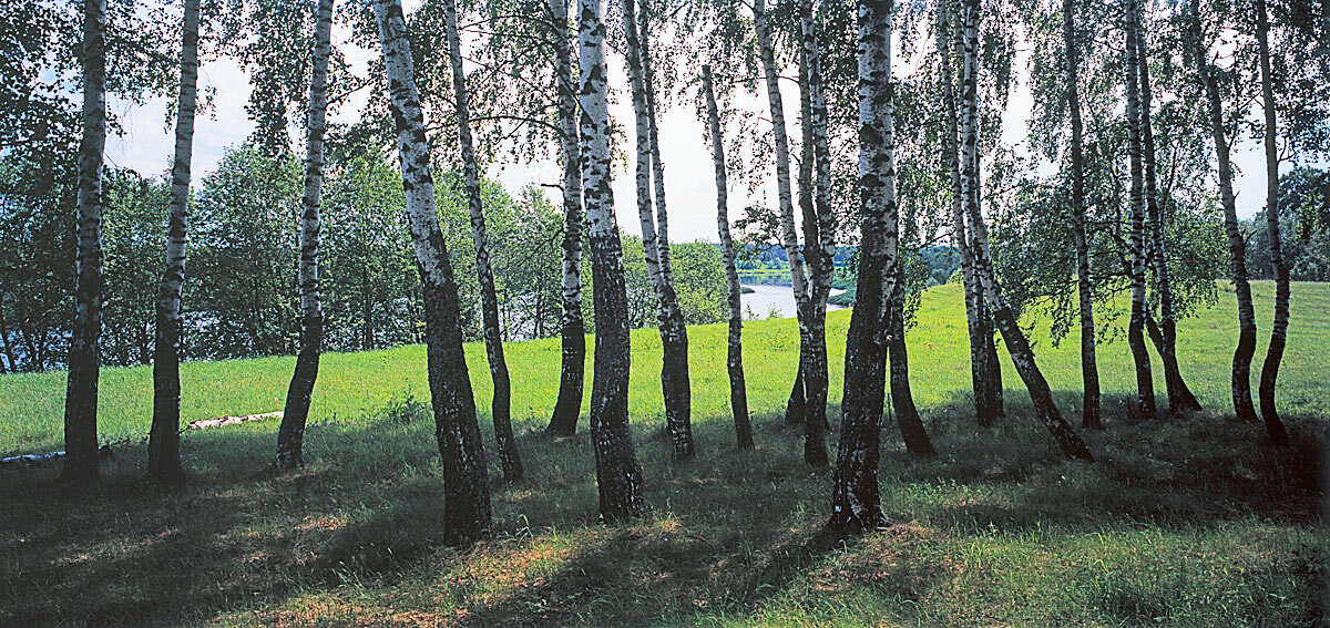 Березняк - Сергей Курников