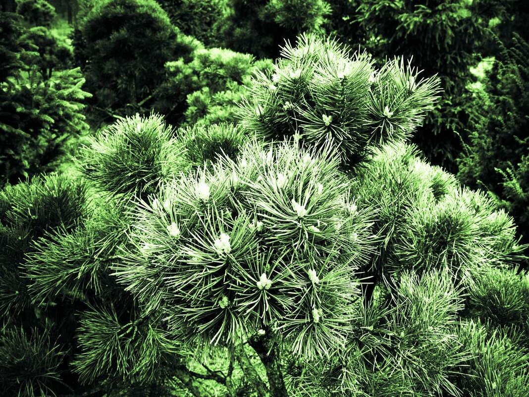 Колкость - Андрий Майковский Колкость - Андрий Майковский