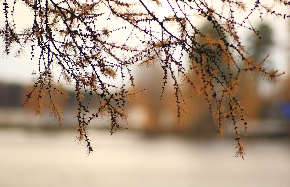 Осенний этюд - Владилен Панченко