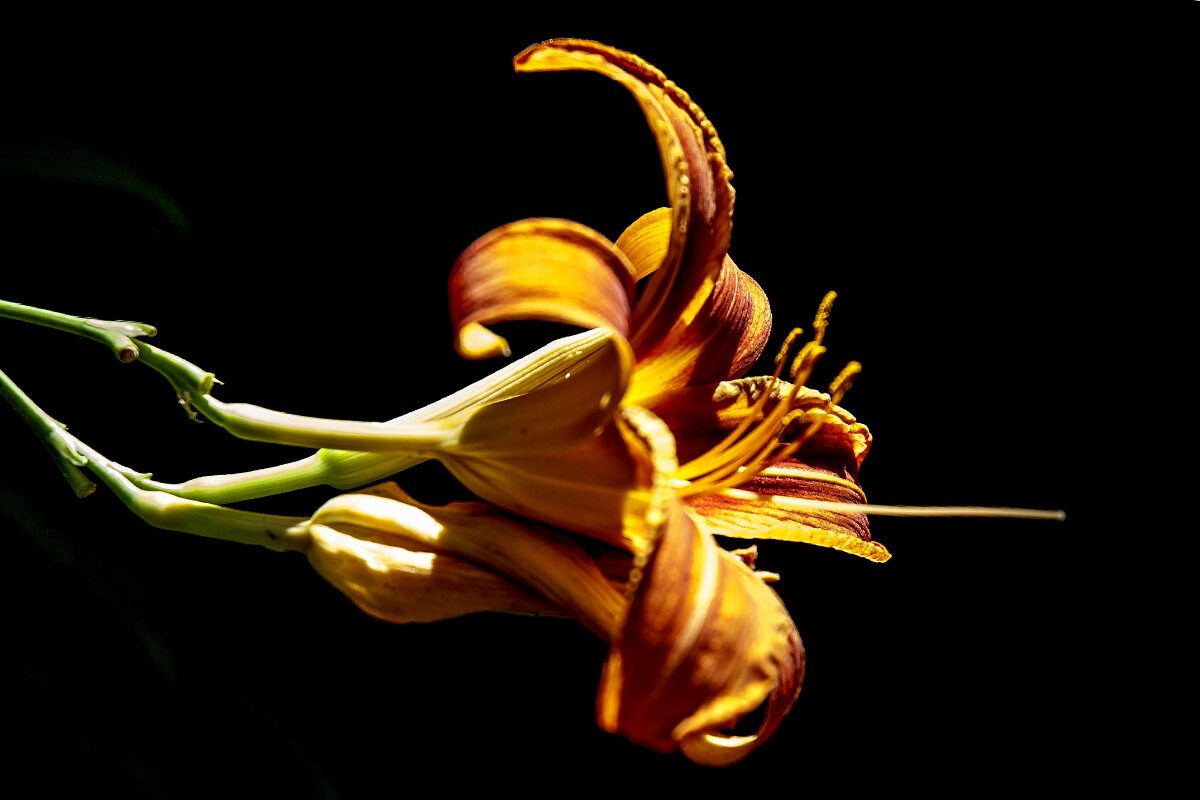 Лилия. - Николай Сидаш