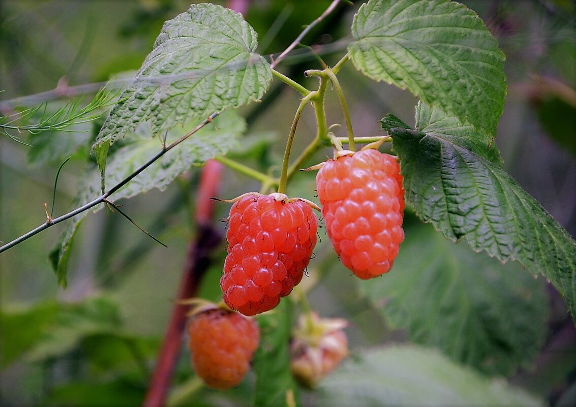 Малинка "Оранжевое чудо" - Ольга (crim41evp)