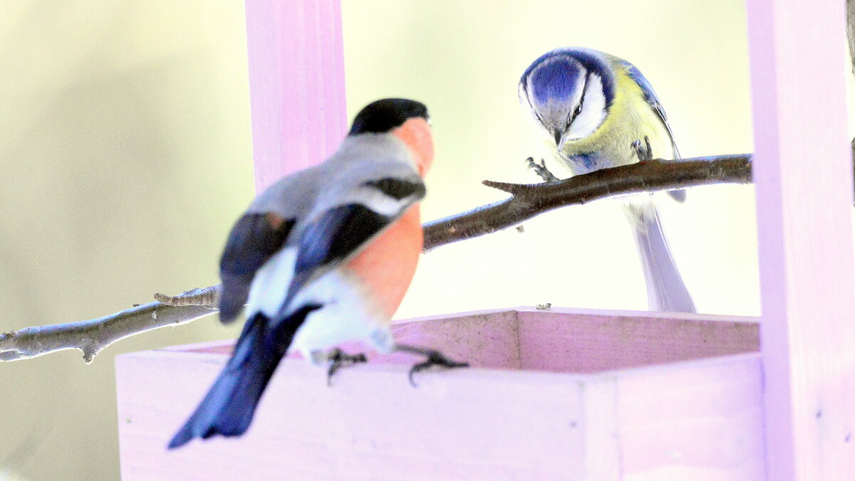 Разборки на кормушке - 2 - Сергей 