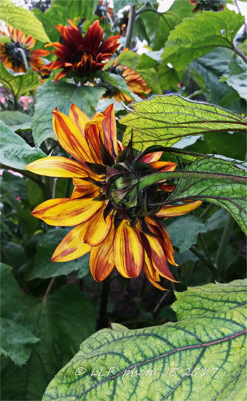 *_* - Liudmila LLF *_* - Liudmila LLF