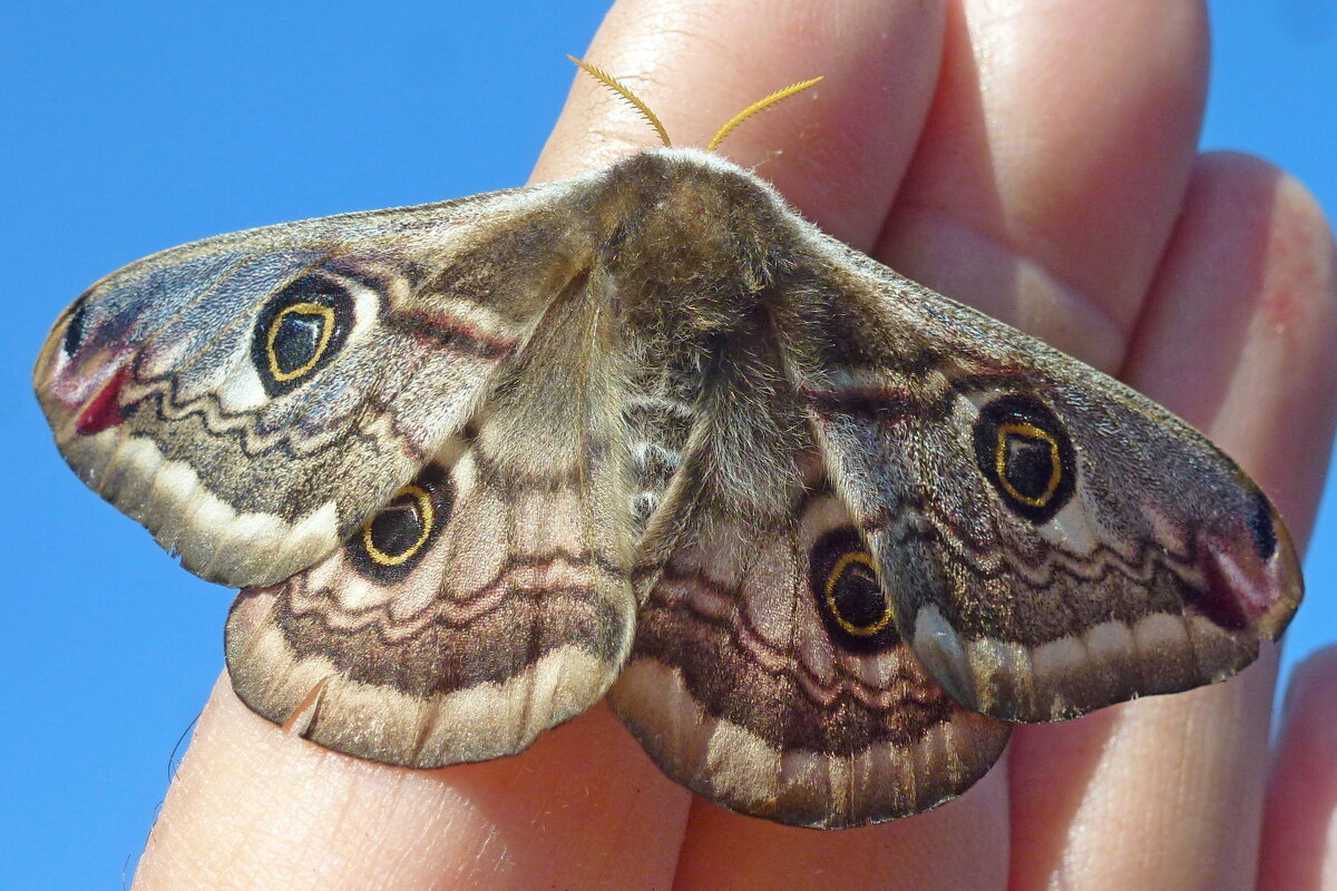 Ночной павлиний глаз малый (самка) - Анатолий Мо Ка