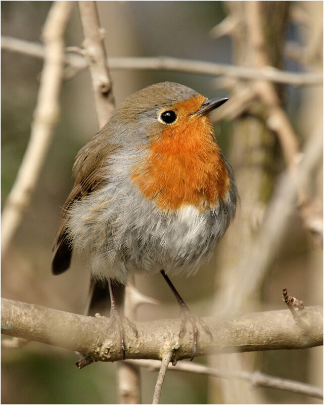 Зарянка (лат. Erithacus rubecula) - Bo Nik