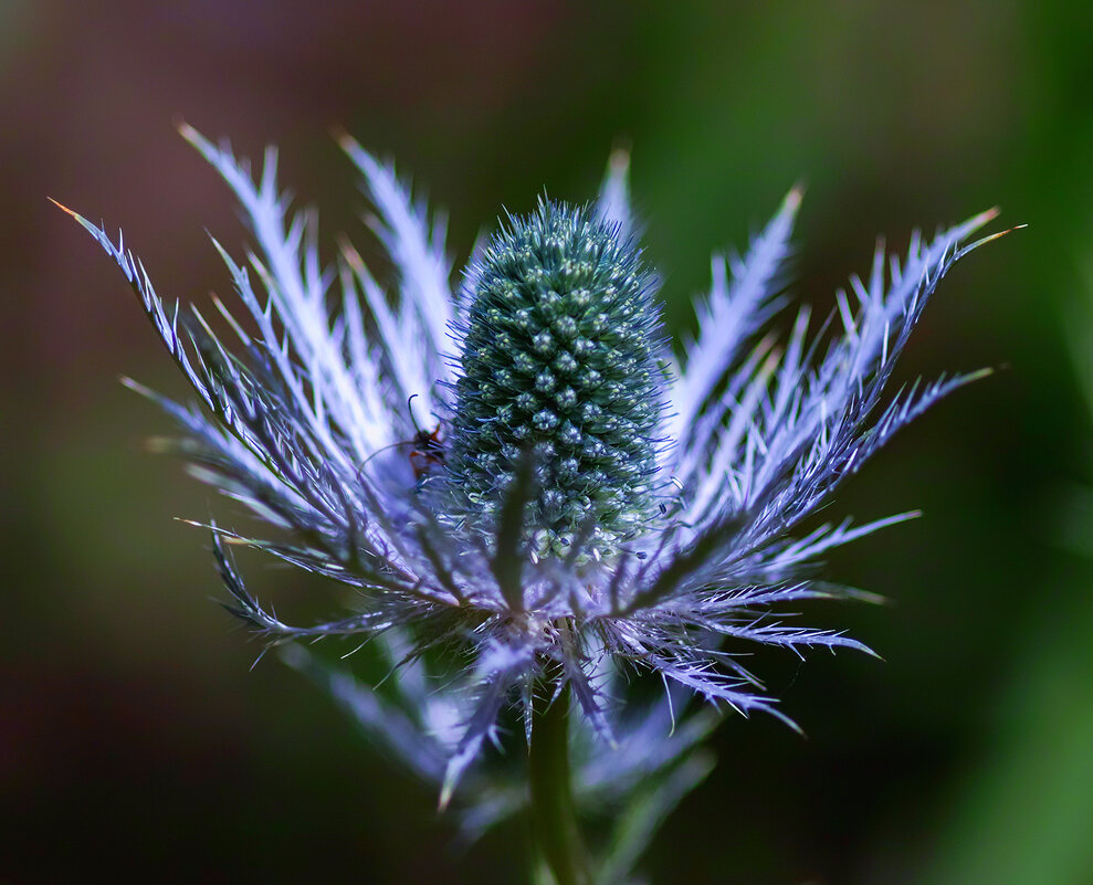 eryngium - Zinovi Seniak