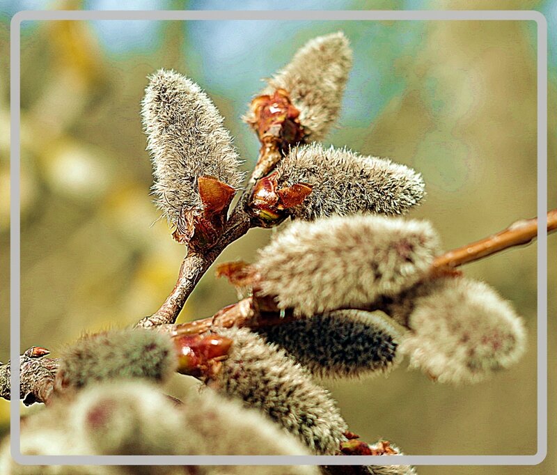 сережки ольхи - юрий иванов 