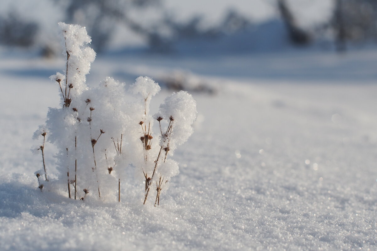 Пикет - Влад Владов Пикет - Влад Владов