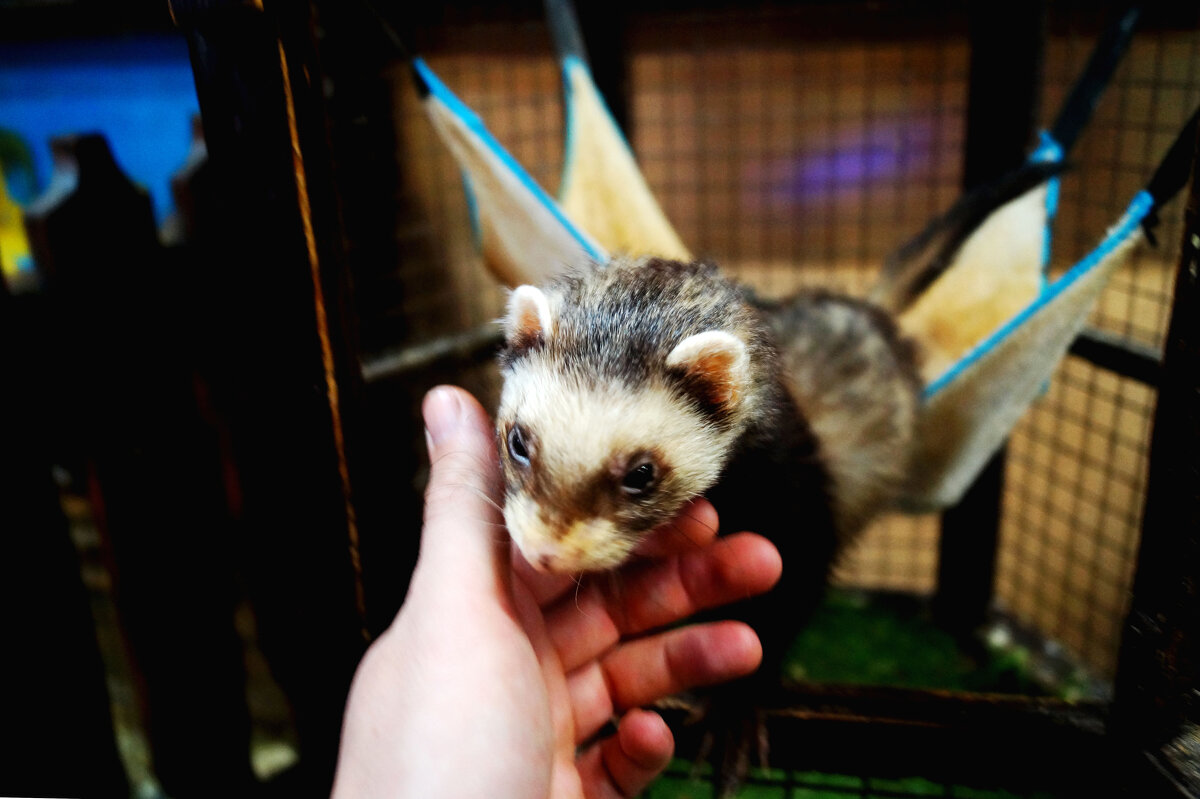 хорек в контактном зоопарке - Vlad Proshin хорек в контактном зоопарке - Vlad Proshin