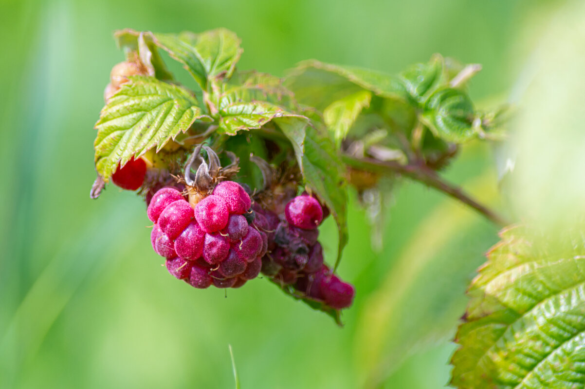*** - Виктор Иванович Чернюк *** - Виктор Иванович Чернюк