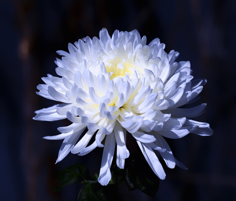 chrysanthemum - Zinovi Seniak