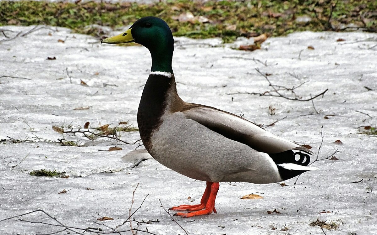 Грациозный селезень. - Милешкин Владимир Алексеевич Грациозный селезень. - Милешкин Владимир Алексеевич