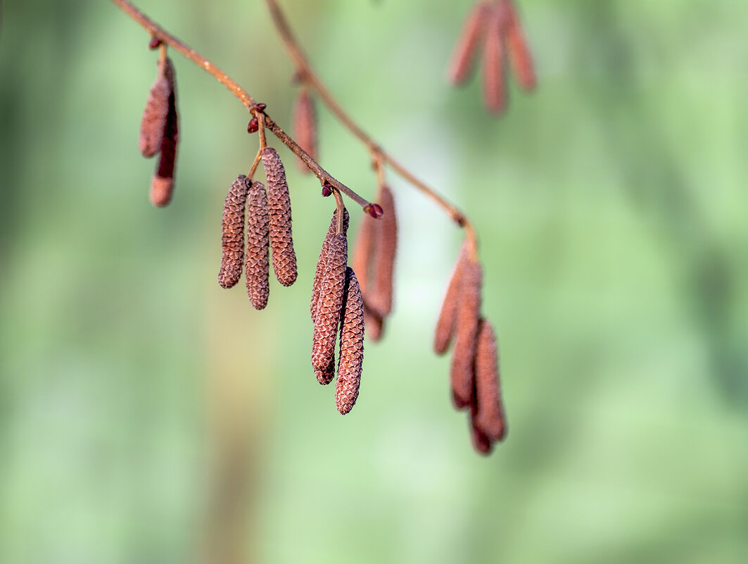 catkins of hazel - Zinovi Seniak