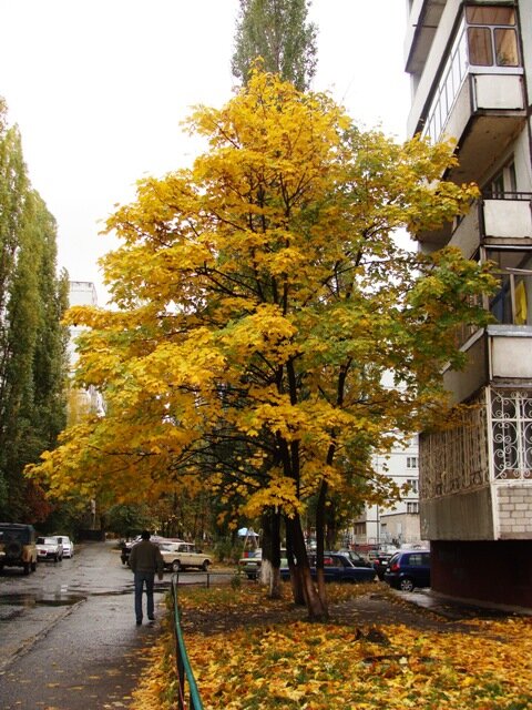 Осеннее деревце - Татьяна 