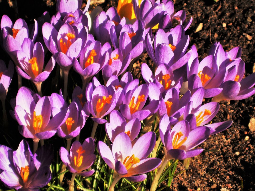 Крокусы на апрельском солнышке 2021г. - Aida10 Крокусы на апрельском солнышке 2021г. - Aida10