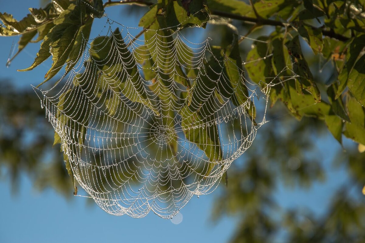паутинки - ирина лузгина 