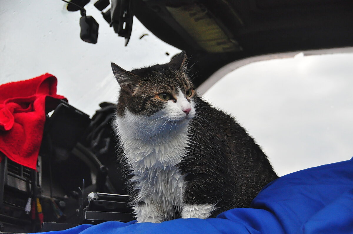 Набегался по росе... - Спартак Краснопевцев Набегался по росе... - Спартак Краснопевцев