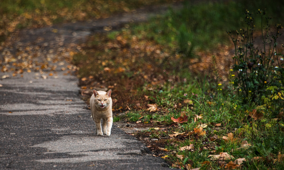 Осенний бродяга. - Владимир Безбородов Осенний бродяга. - Владимир Безбородов