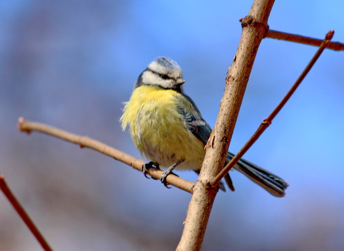 Лазоревка немного растрепанная - Александр Чеботарь Лазоревка немного растрепанная - Александр Чеботарь