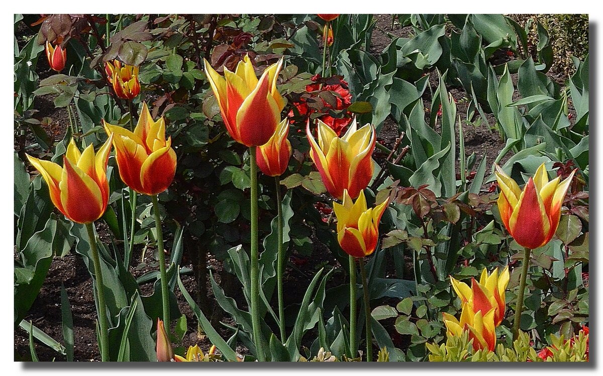 РАННИЕ РАДОСТИ ВЕСНЫ И ЖИЗНИ - Анатолий Восточный РАННИЕ РАДОСТИ ВЕСНЫ И ЖИЗНИ - Анатолий Восточный