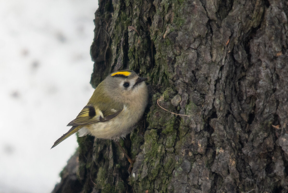 Желтоголовый королёк - Сергей Стреляный Желтоголовый королёк - Сергей Стреляный