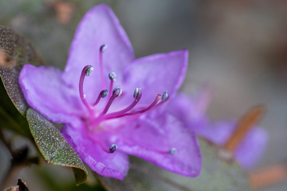 "Совещание" - Сергей Политыкин