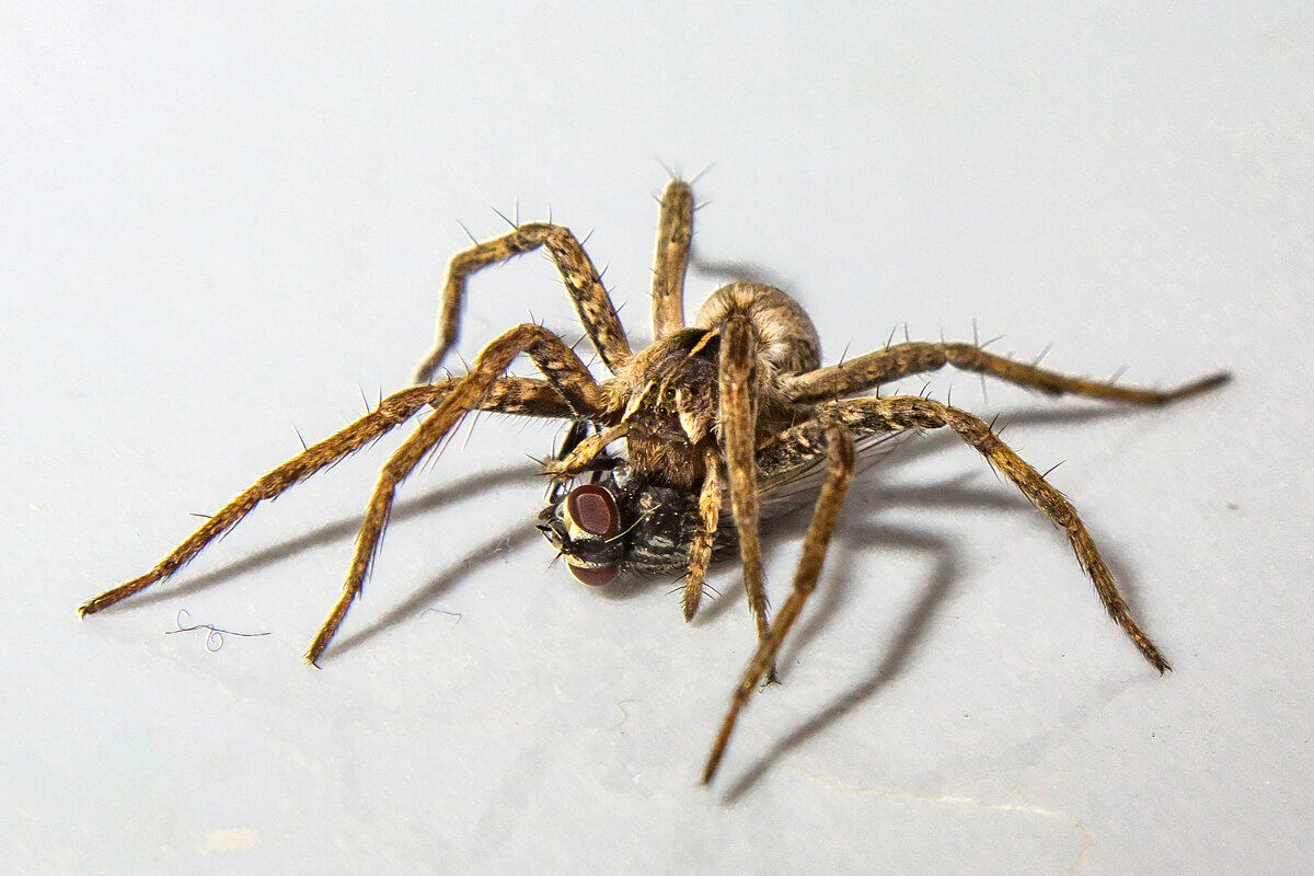 паук-волк с добычей IMG_2019 - Олег Петрушин паук-волк с добычей IMG_2019 - Олег Петрушин