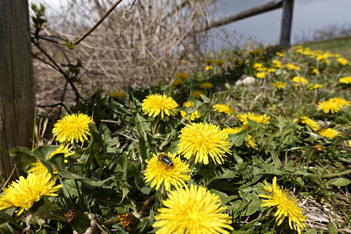 ... - Galina Dzubina ... - Galina Dzubina