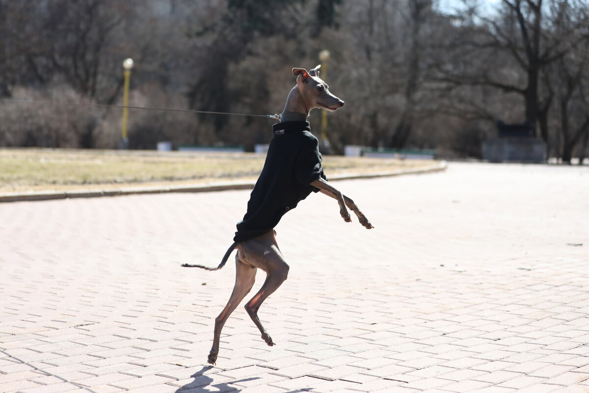 . - Виктор Ян . - Виктор Ян