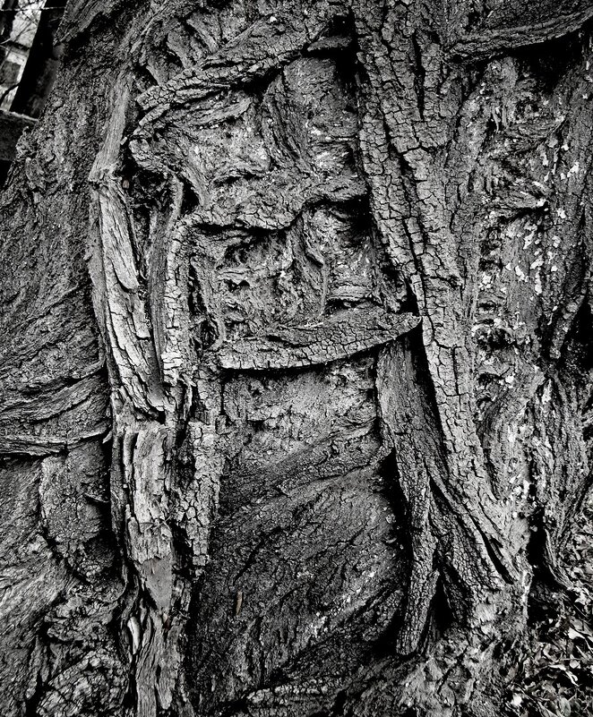 Природное  панно.. из  коры?!.. - Евгений 