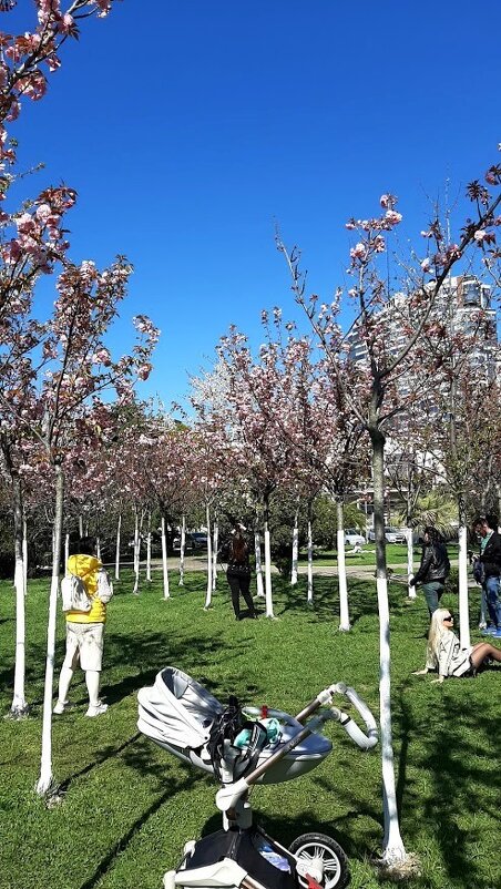 Сакура - Tata Wolf