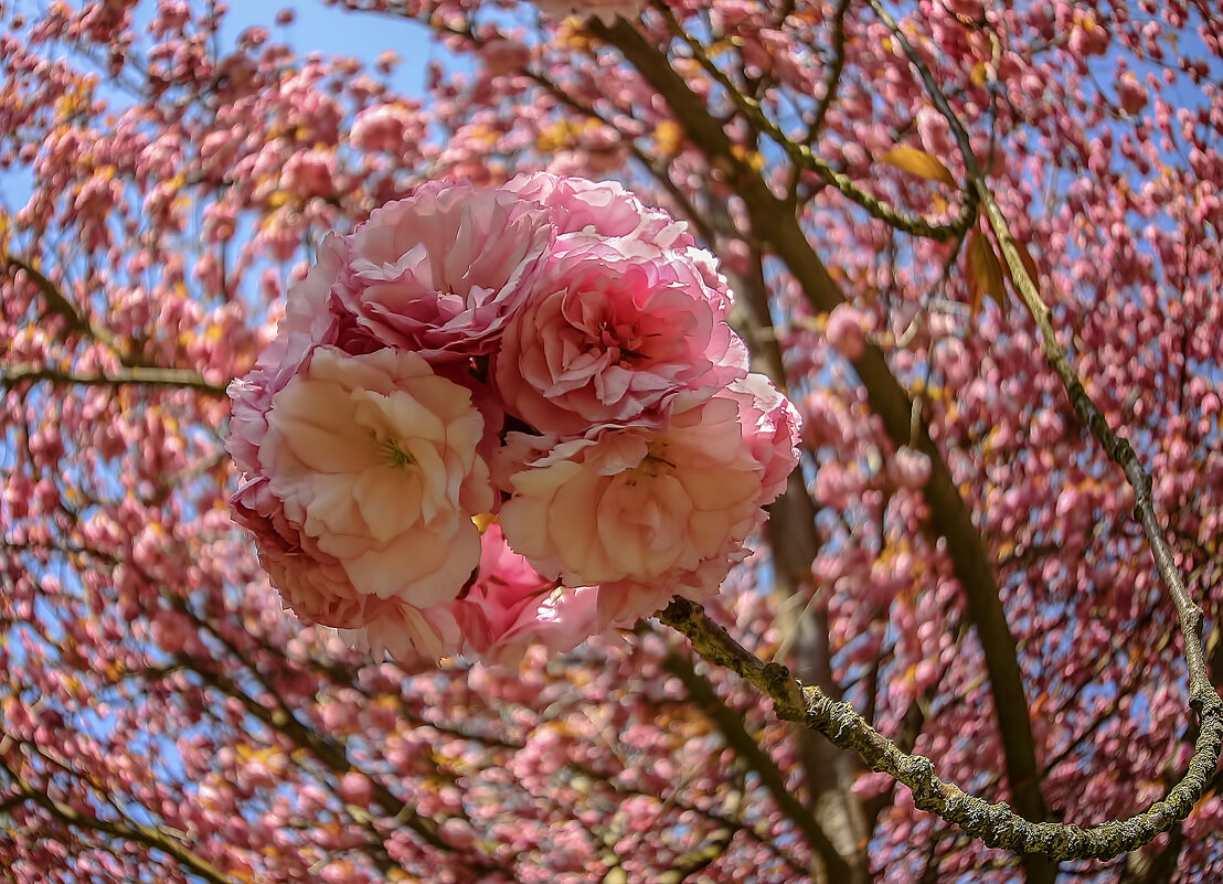 Sakura Ball - Alexander Andronik