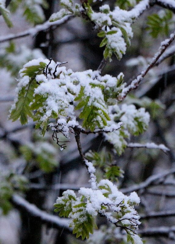 Несколько часов назад - Надежд@ Шавенкова Несколько часов назад - Надежд@ Шавенкова