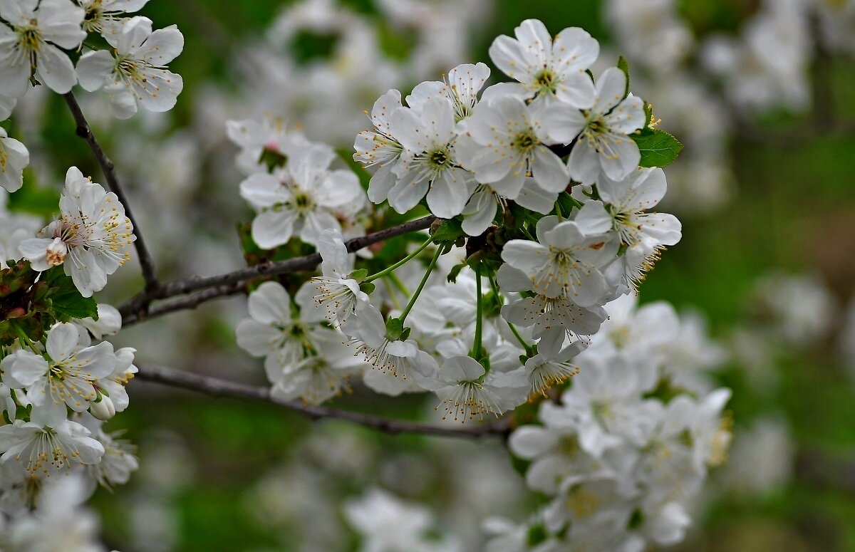 Природа просыпается. - Vladimir Lisunov Природа просыпается. - Vladimir Lisunov