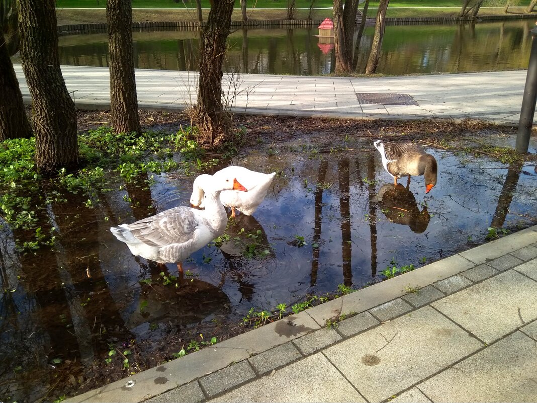 Мыли гуси лапки - Елен@Ёлочка К.Е.Т. Мыли гуси лапки - Елен@Ёлочка К.Е.Т.