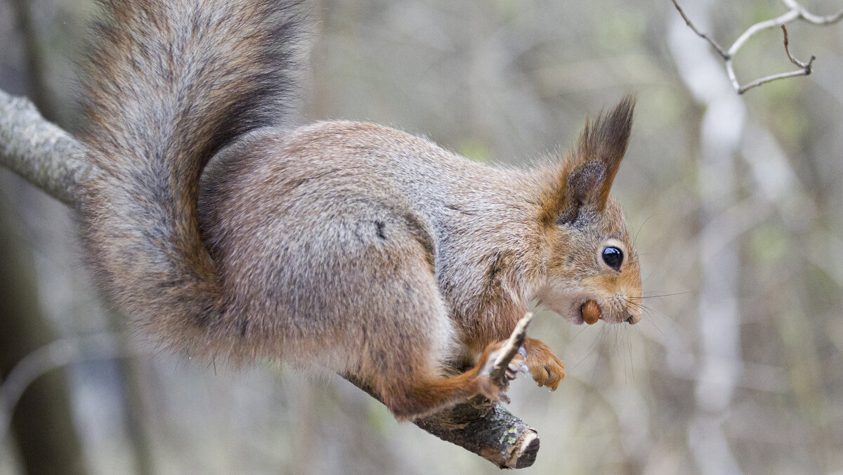 . - Виктор Ян . - Виктор Ян