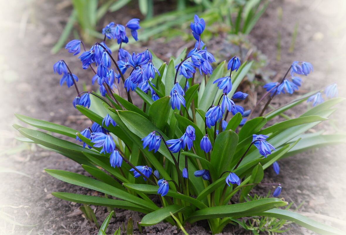 Первоцветы - * vivat.b * Первоцветы - * vivat.b *