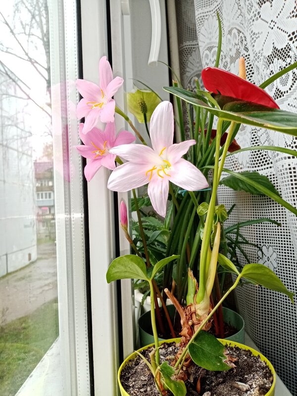 Зефирантес зацвёл! - BoxerMak Mak