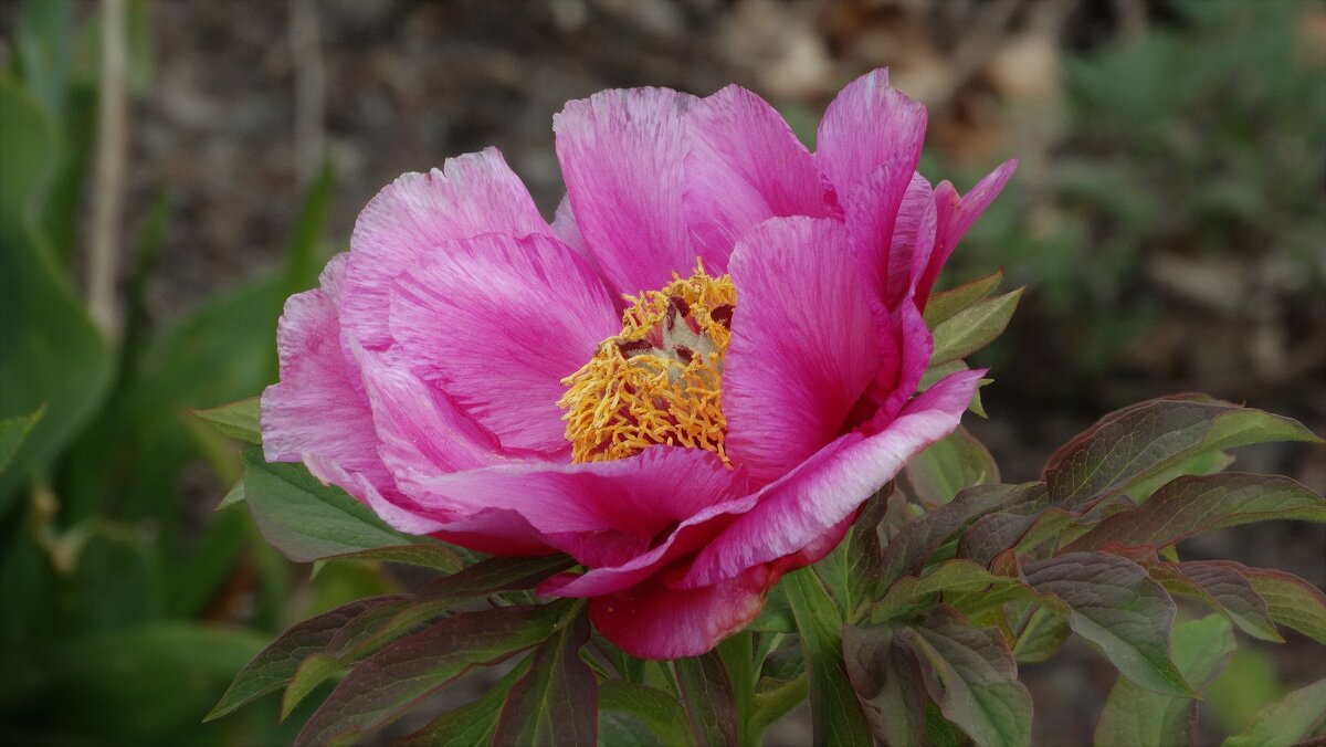 Уже цветет ! - Elena Ророva