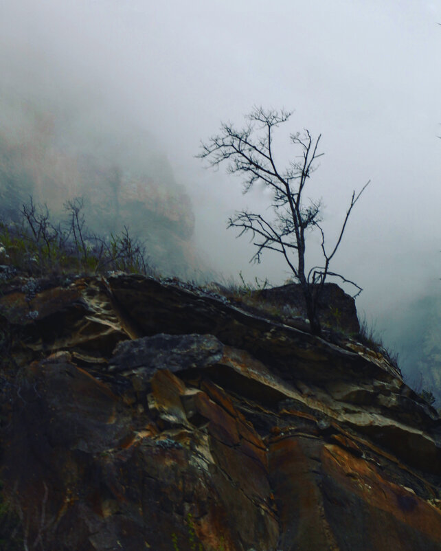 Древо - Ильгам Кильдеев