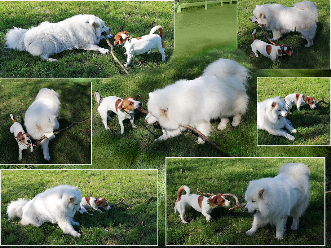 Большая палочка для маленькой собачки? ) - Тамара Бедай Большая палочка для маленькой собачки? ) - Тамара Бедай