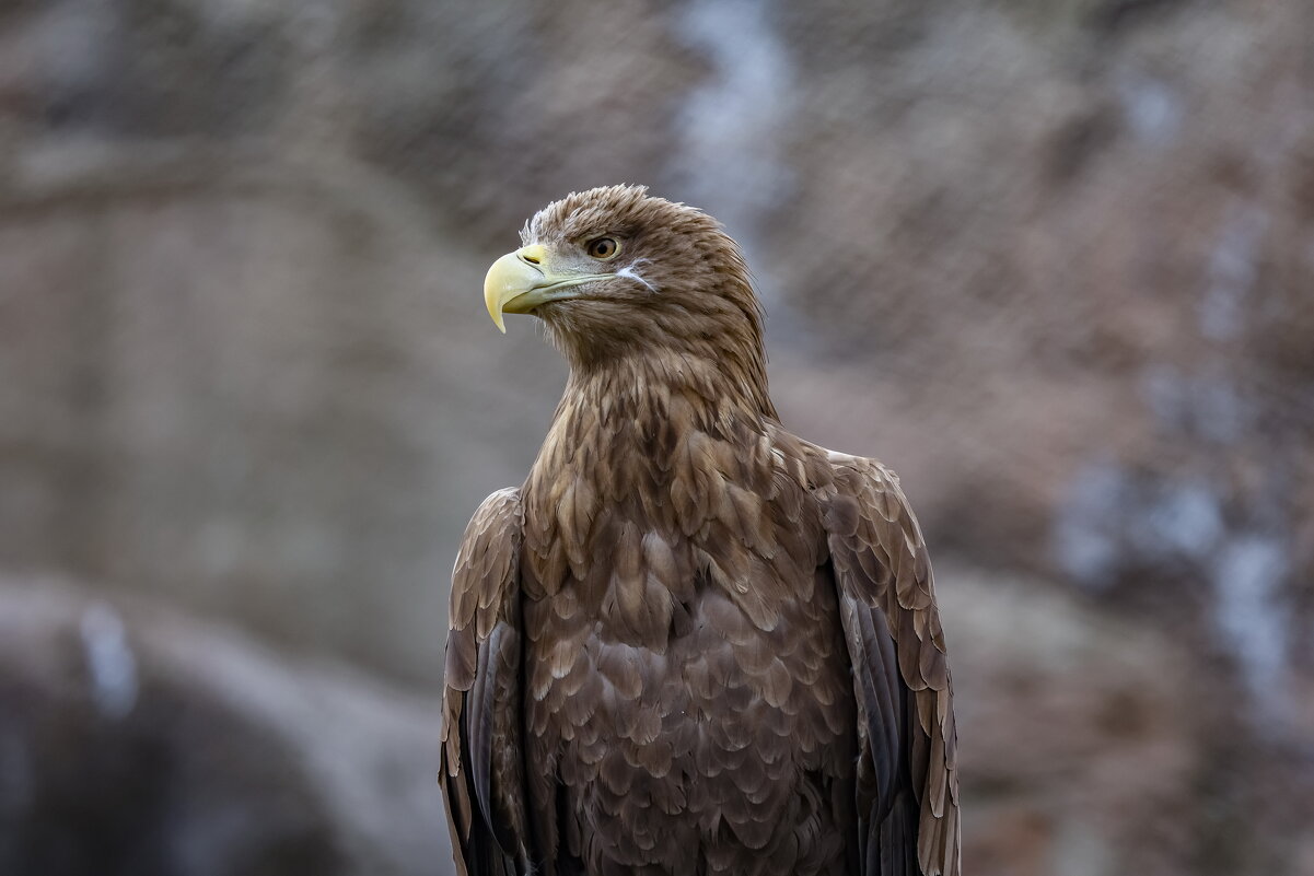 птицы и не только московского зоопарка- весна. - юрий макаров