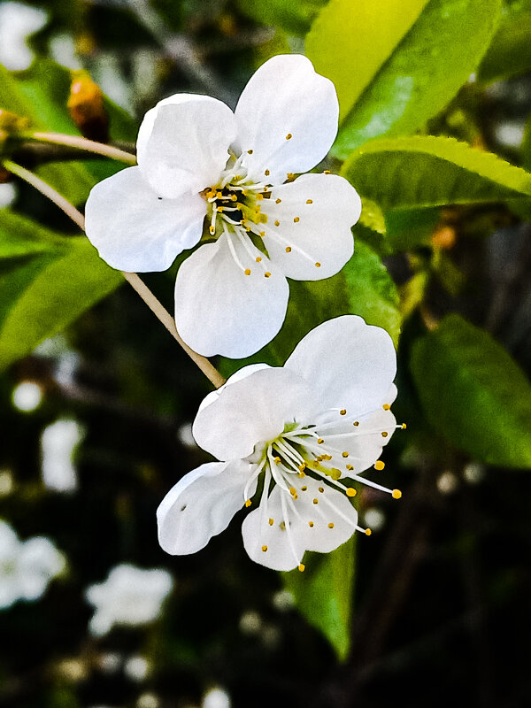 Цветы вишни - Сергей Кочнев Цветы вишни - Сергей Кочнев