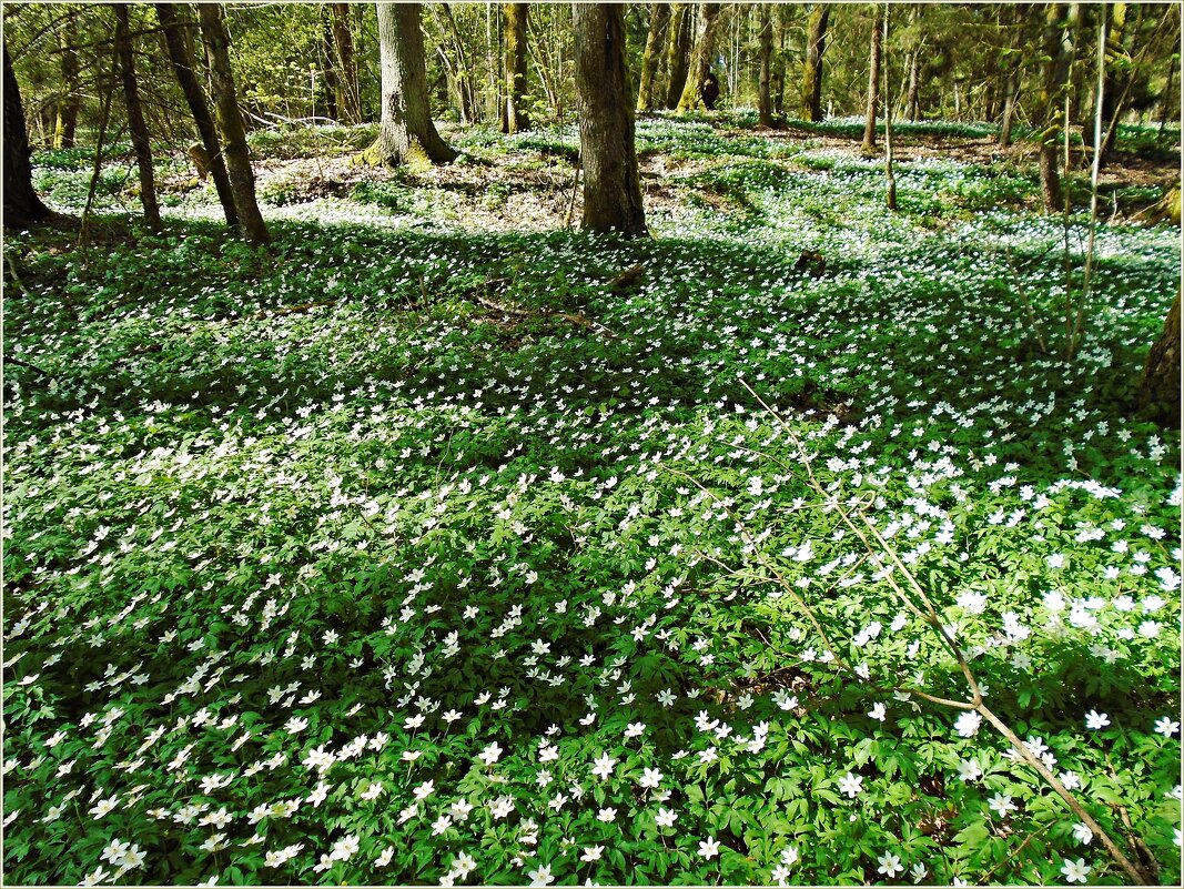 Май. В лесу до сих пор цветёт ветреница. - Валерия Комова