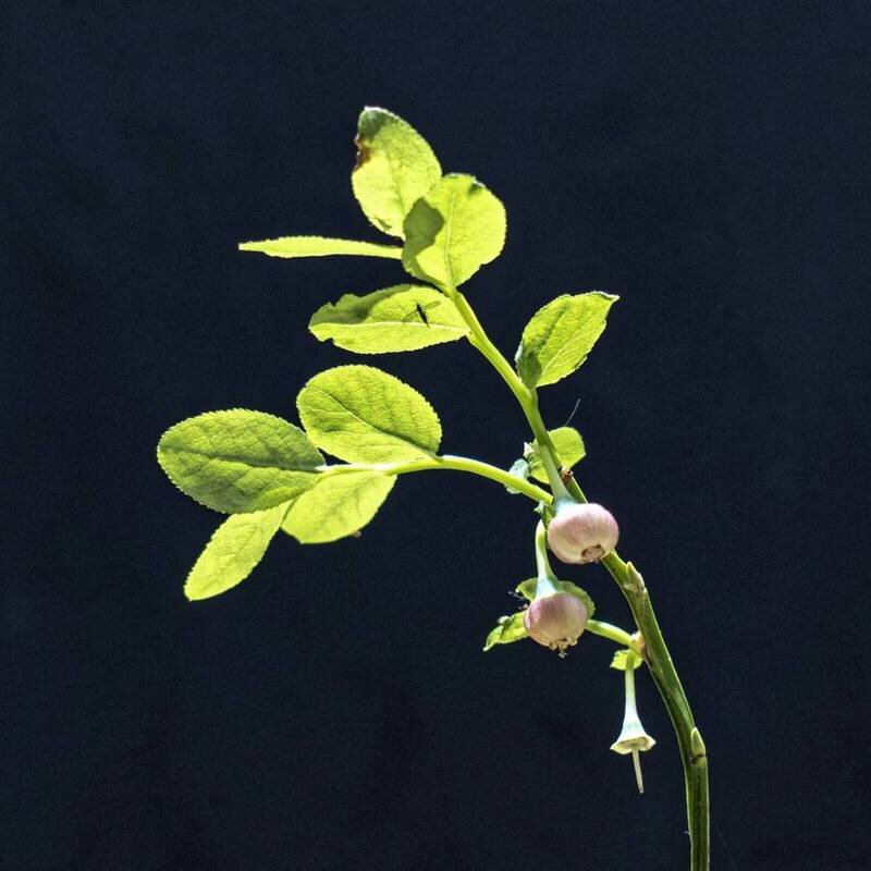 Черника обыкновенная - Vaccinium myrtillus - Николай Чичерин