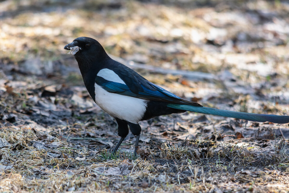 *** - Виктор Иванович Чернюк *** - Виктор Иванович Чернюк