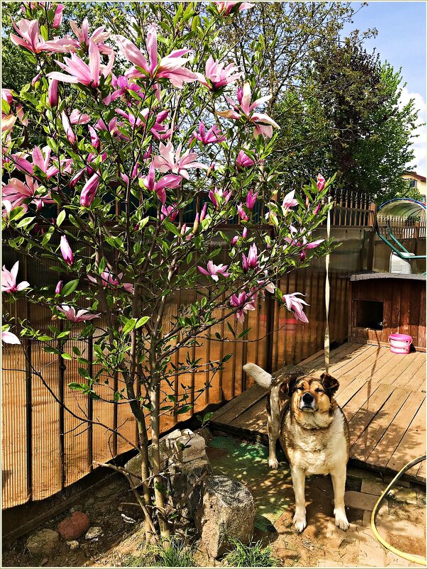 **** - Валерия Комова **** - Валерия Комова